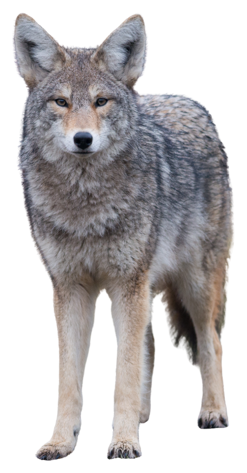 Coyote mascot